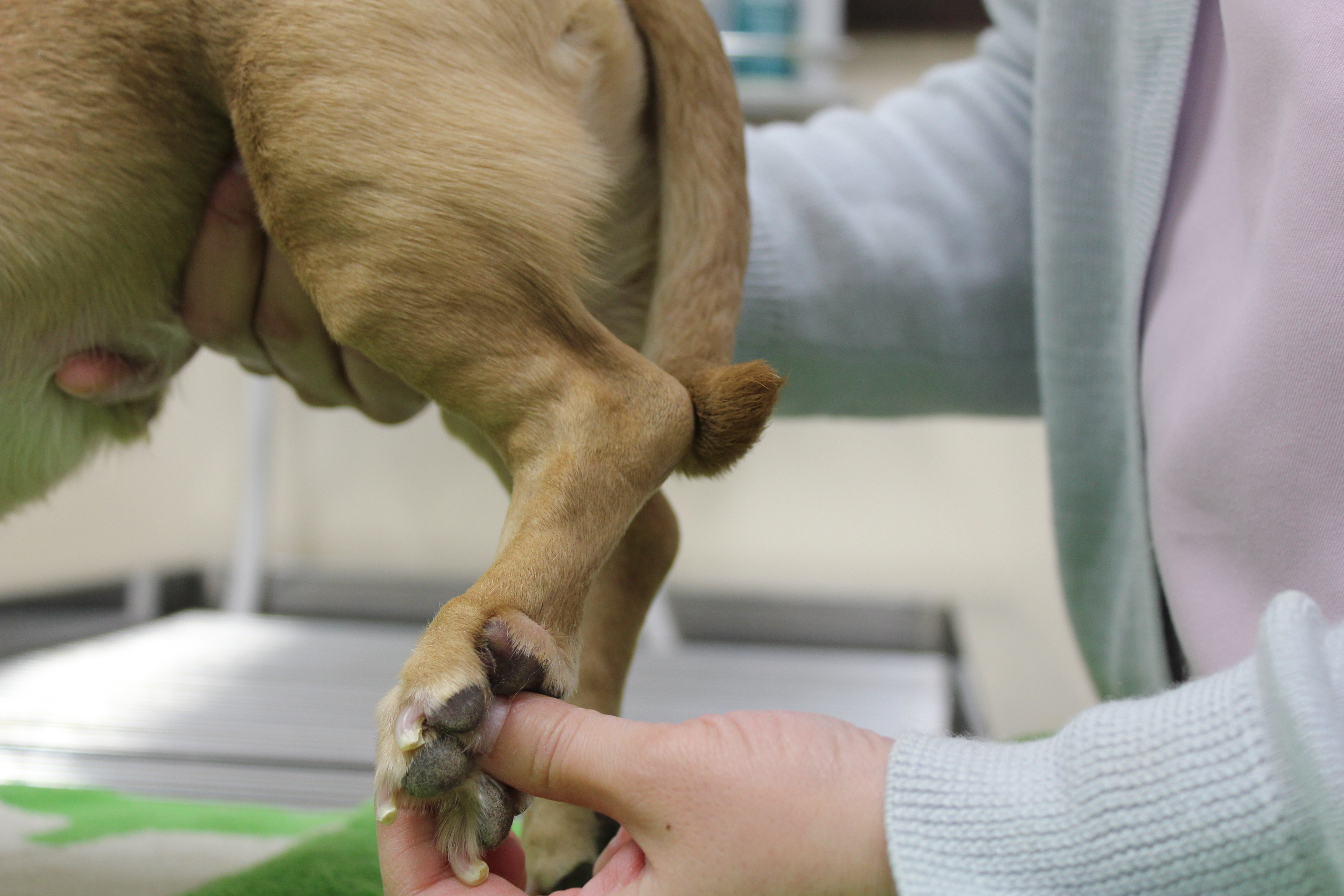 ルート動物病院 | 犬の椎間板ヘルニアのリハビリテーション